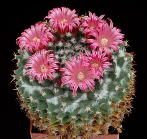 Mammillaria_zuccariniana